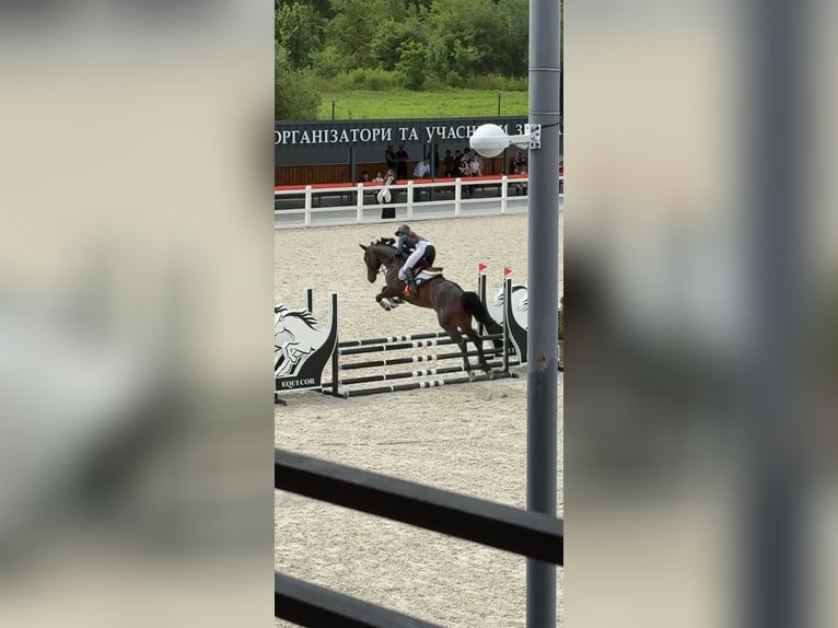 Ucraino / Ucraino da Sella Stallone 4 Anni 168 cm in &#x41B;&#x44C;&#x432;&#x456;&#x432;