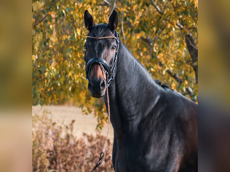 Ucraniano Caballo castrado 12 años 175 cm Castaño oscuro in ESPOO