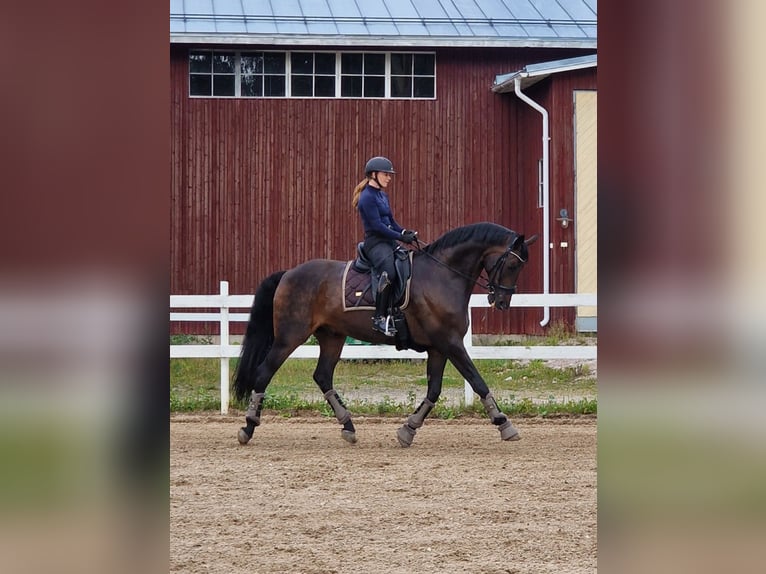 Ucraniano Caballo castrado 13 años 175 cm Castaño oscuro in ESPOO