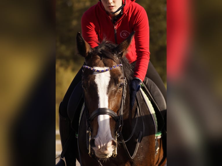 Ucraniano Caballo castrado 15 años Castaño rojizo in Kaunas