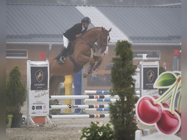 Ucraniano Caballo castrado 4 años 172 cm Alazán-tostado in Bucharest