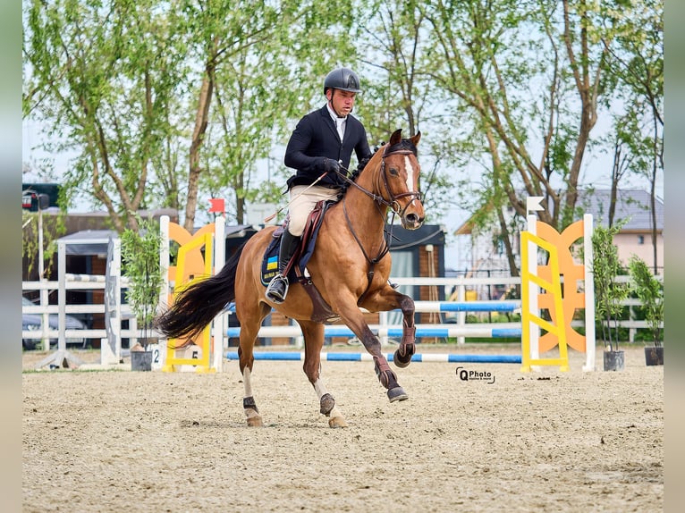 Ucraniano Caballo castrado 5 años 156 cm Castaño rojizo in Bucharest