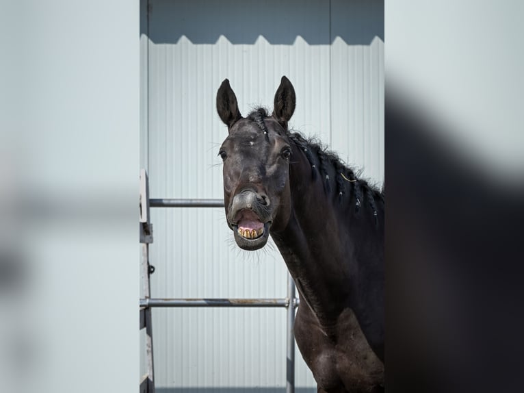 Ucraniano Caballo castrado 5 años 163 cm Castaño oscuro in Bucharest