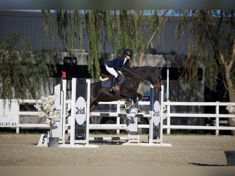 Ucraniano Caballo castrado 5 años 163 cm Castaño oscuro in Bucharest