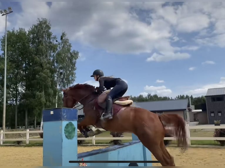 Ucraniano Caballo castrado 5 años 164 cm Alazán in Chodków