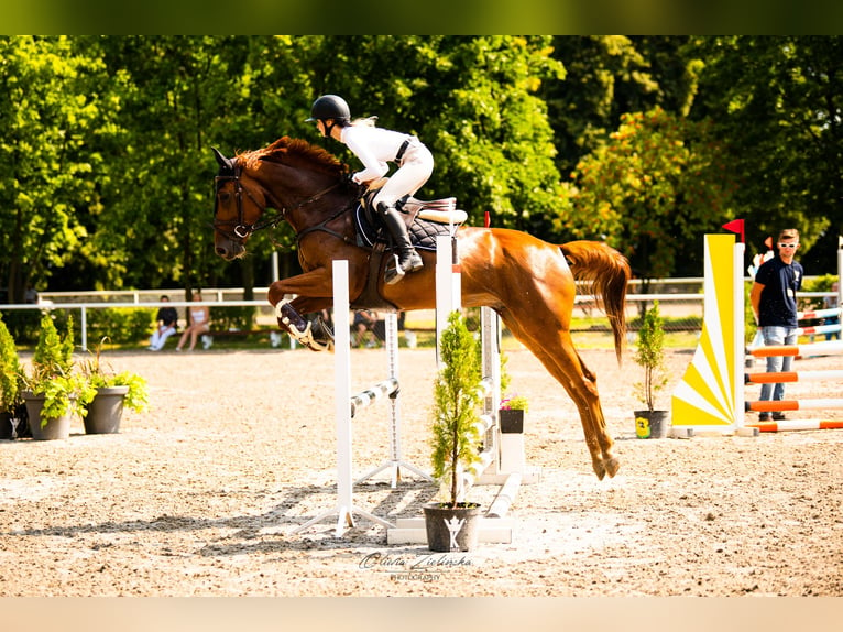 Ucraniano Caballo castrado 5 años 164 cm Alazán in Chodków