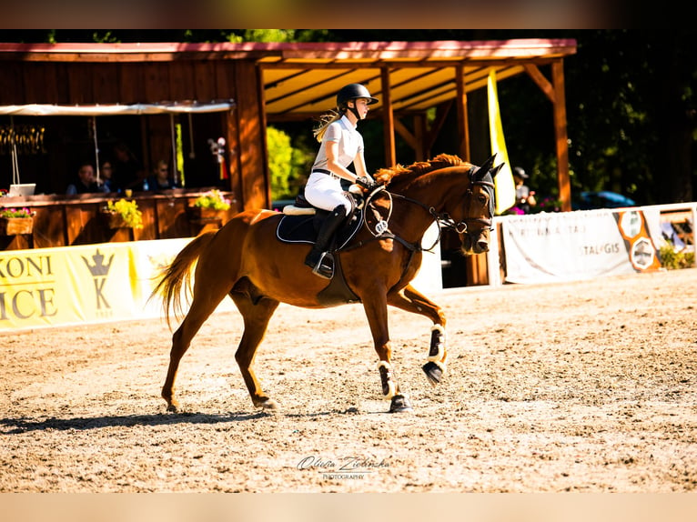 Ucraniano Caballo castrado 5 años 164 cm Alazán in Chodków