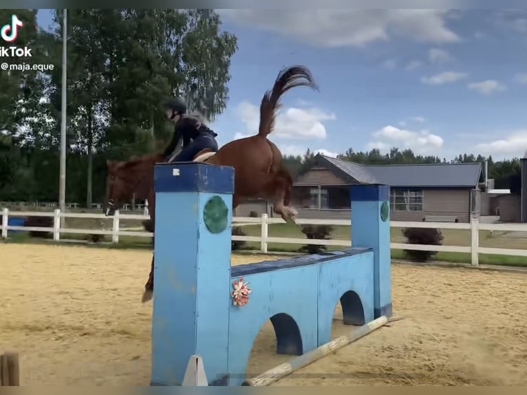 Ucraniano Caballo castrado 5 años 164 cm Alazán in Chodków