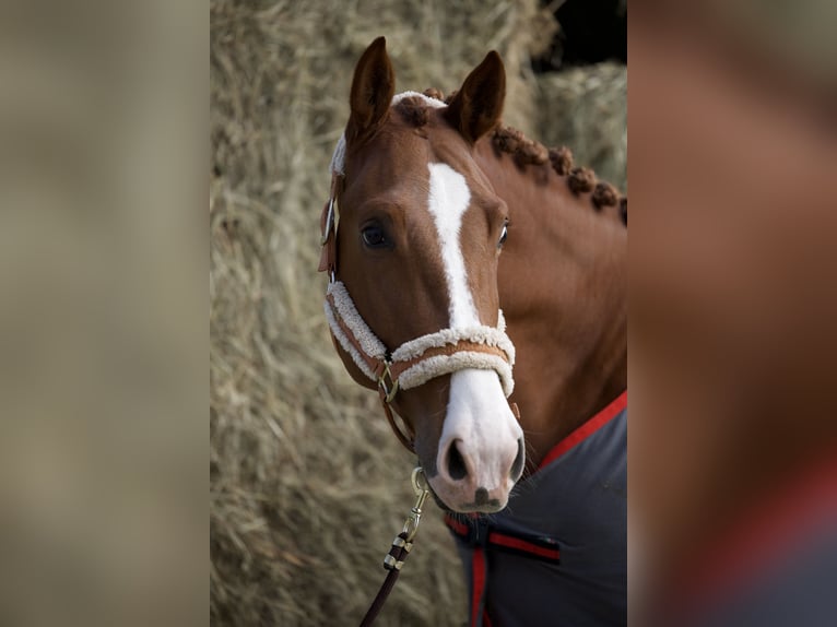 Ucraniano Caballo castrado 5 años 172 cm Alazán-tostado in Arezzo