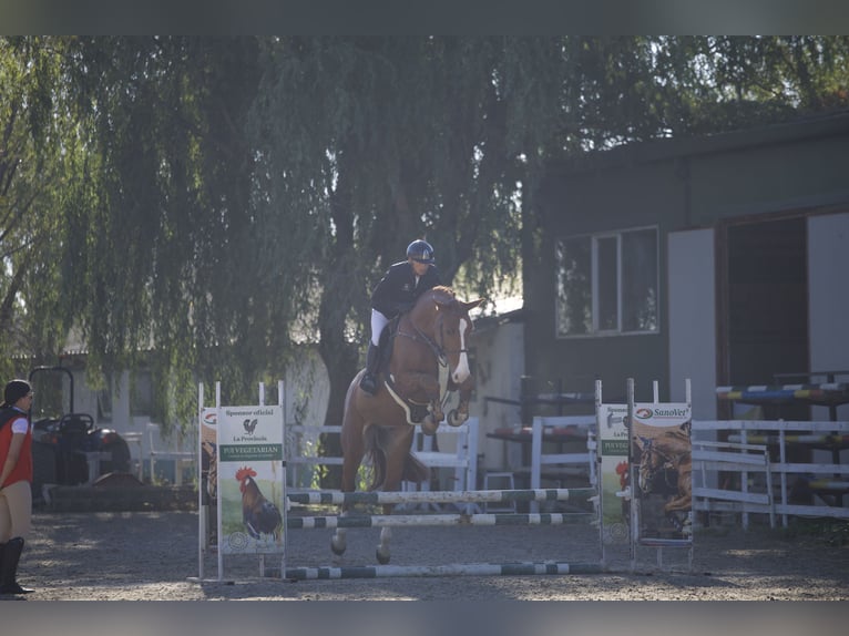 Ucraniano Caballo castrado 5 años 172 cm Alazán-tostado in Arezzo