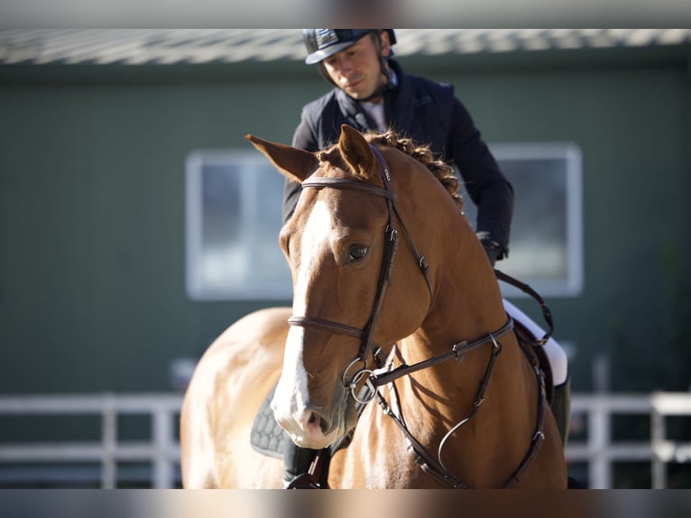 Ucraniano Caballo castrado 5 años 172 cm Alazán-tostado in Arezzo