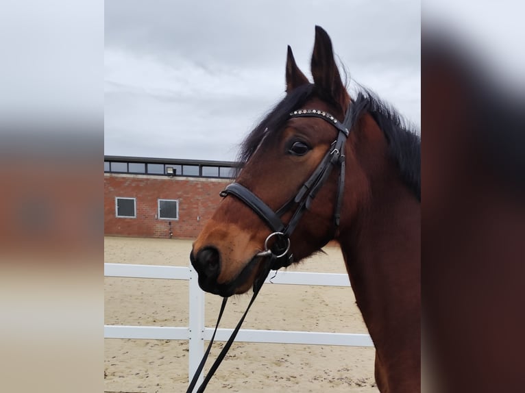 Ucraniano Caballo castrado 6 años 150 cm Castaño in Bad Laer