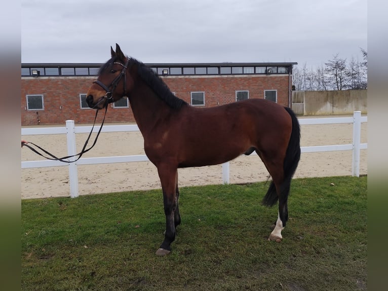 Ucraniano Caballo castrado 6 años 150 cm Castaño in Bad Laer