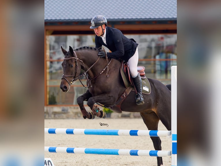 Ucraniano Caballo castrado 6 años 163 cm Castaño oscuro in Kronenberg Ucraniano Caballo castrado 6 años 163 cm Castaño oscuro in Kronenberg