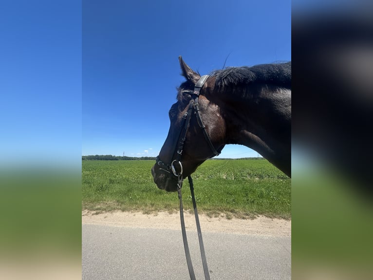 Ucraniano Caballo castrado 7 años 168 cm Castaño oscuro in Ketsch