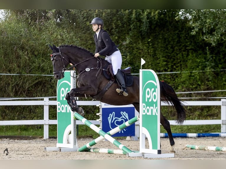 Ucraniano Caballo castrado 7 años 170 cm Morcillo in Waldbrunn