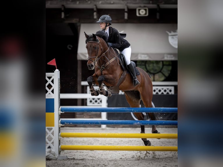 Ucraniano Caballo castrado 8 años 167 cm Alazán-tostado in Ovelgönne