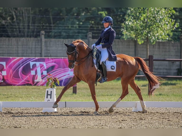 Ucraniano Caballo castrado 8 años 169 cm Alazán in Wein