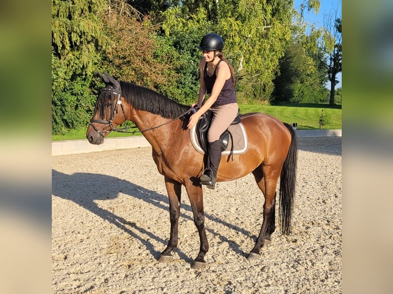 Ucraniano Caballo castrado 9 años 162 cm Castaño rojizo in Ingolstadt