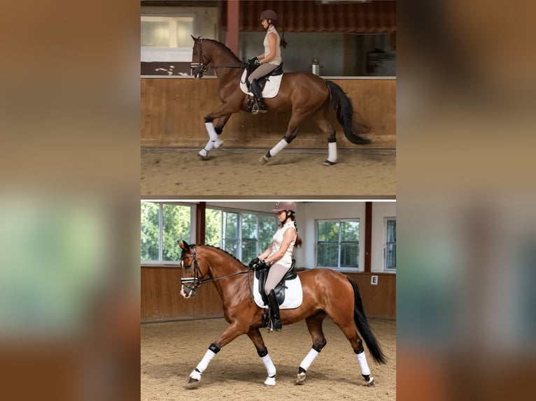 Ucraniano Caballo castrado 9 años 164 cm Castaño in Löningen