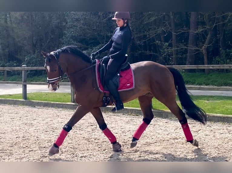 Ucraniano Caballo castrado 9 años 164 cm Castaño in Löningen