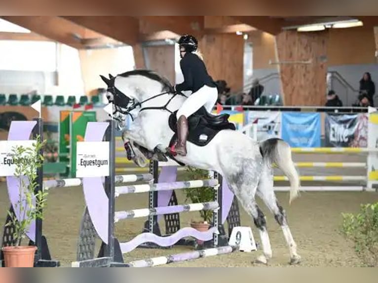 Ucraniano Caballo castrado 9 años 170 cm Tordo in Wien, Liesing