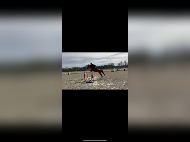 Ucraniano Semental 10 años 165 cm Alazán in Ovelgönne