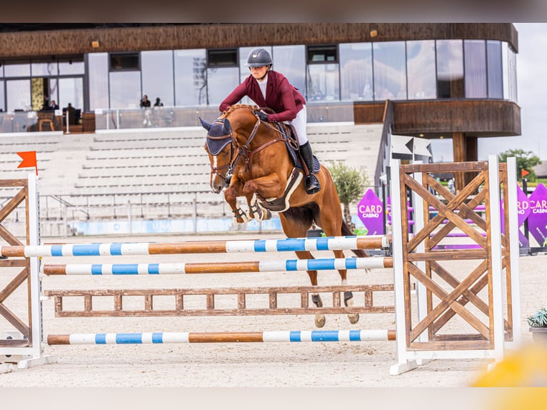 Ucraniano Yegua 10 años 165 cm Alazán in Thessaloniki