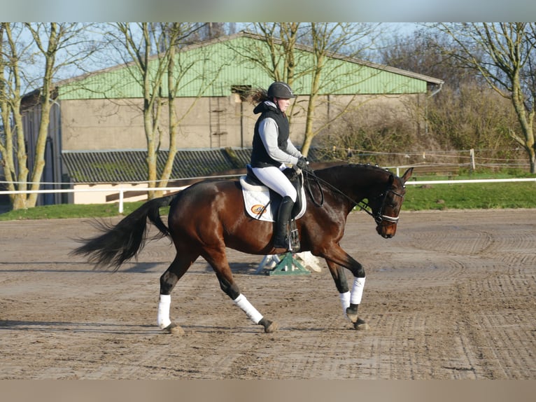 Ucraniano Yegua 5 años 167 cm Castaño in Ganschow