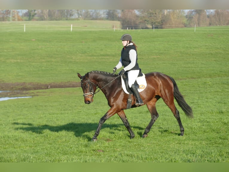 Ucraniano Yegua 5 años 167 cm Castaño in Ganschow