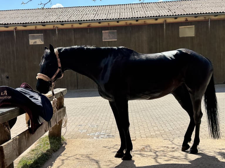 Ucraniano Yegua 6 años 143 cm Negro in Rohr