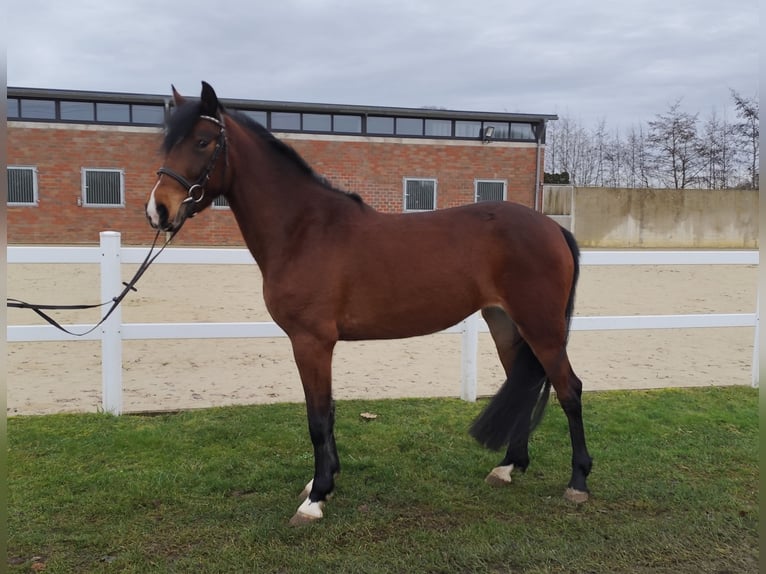 Ucraniano Yegua 6 años 150 cm Castaño in Bad Laer