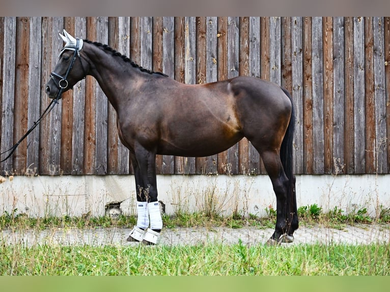 Ucraniano Yegua 6 años 162 cm Negro in Schwanstetten