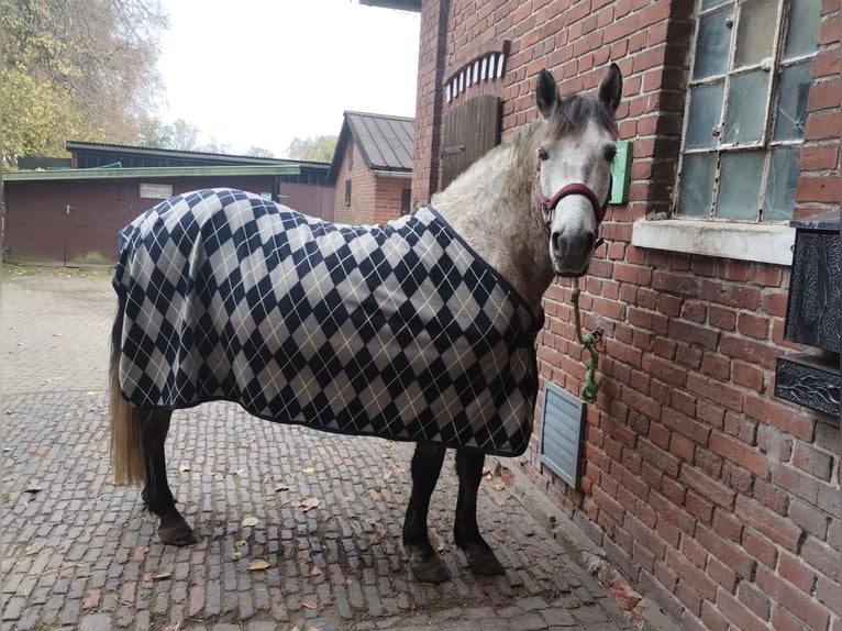 Ucraniano Mestizo Yegua 7 años 147 cm Tordo rodado in Neustadt am Rübenberge