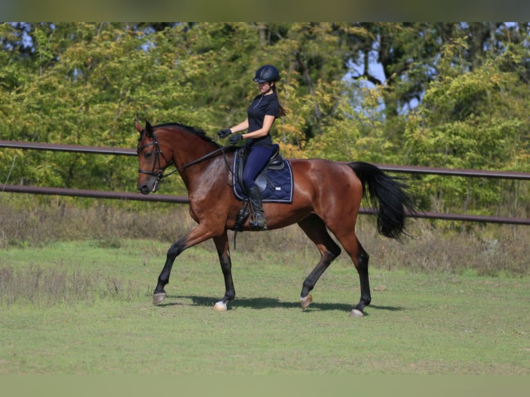 Ucraniano Mestizo Yegua 7 años 175 cm Castaño claro in Britovka