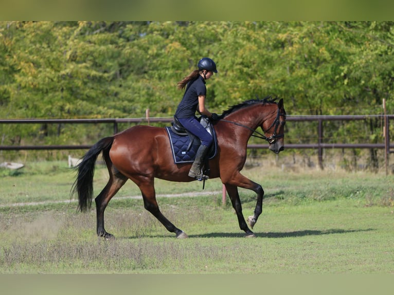 Ucraniano Mestizo Yegua 7 años 175 cm Castaño claro in Britovka