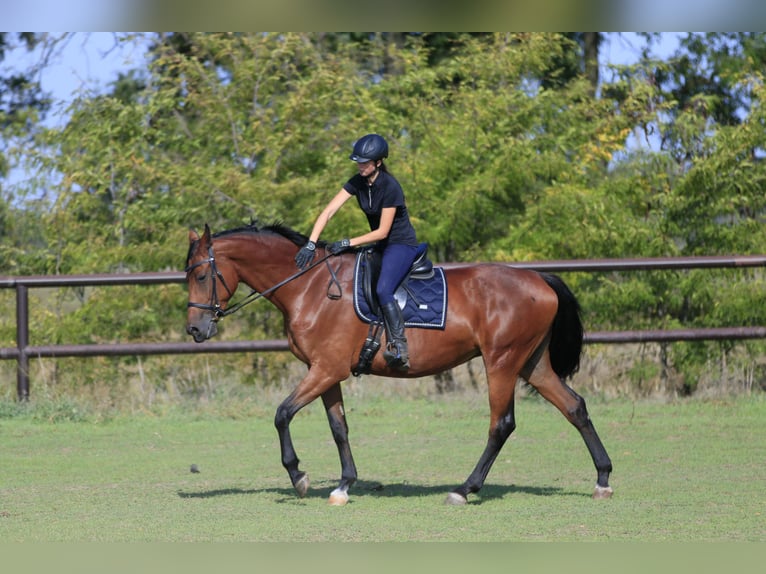 Ucraniano Mestizo Yegua 7 años 175 cm Castaño claro in Britovka