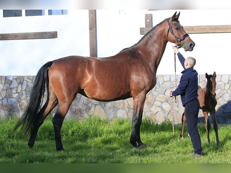 Ucraniano Mestizo Yegua 7 años 175 cm Castaño claro in Britovka