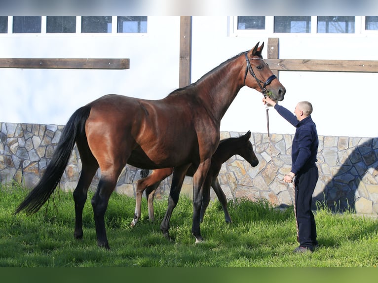 Ucraniano Mestizo Yegua 7 años 175 cm Castaño claro in Britovka