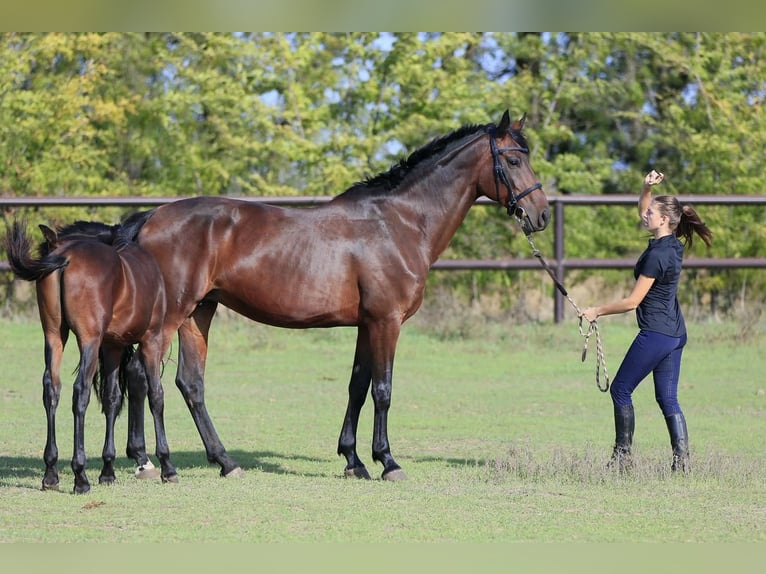 Ucraniano Yegua 8 años in Stud