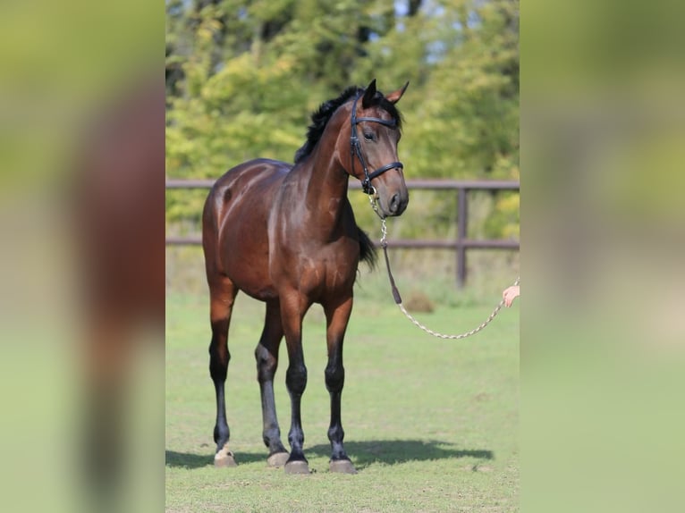 Ucraniano Yegua 8 años in Stud