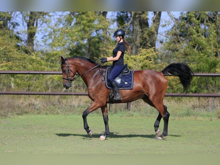 Ucraniano Yegua 8 años in Stud