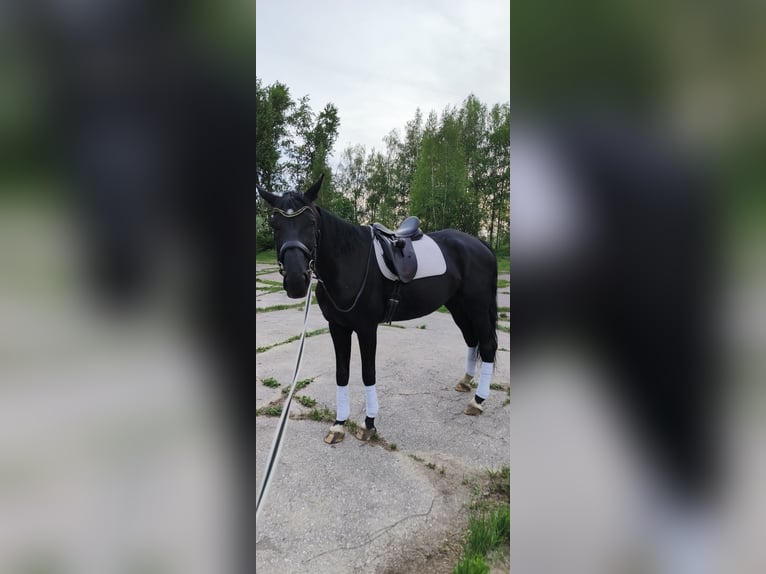 Ucraniano Mestizo Yegua 9 años 170 cm Negro in Nizhniy Novgorod