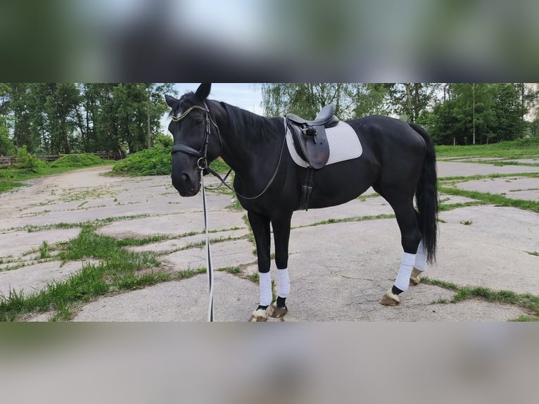 Ucraniano Mestizo Yegua 9 años 170 cm Negro in Nizhniy Novgorod