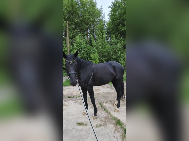 Ucraniano Mestizo Yegua 9 años 170 cm Negro in Nizhniy Novgorod