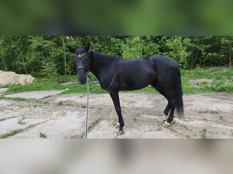 Ucraniano Mestizo Yegua 9 años 170 cm Negro in Nizhniy Novgorod