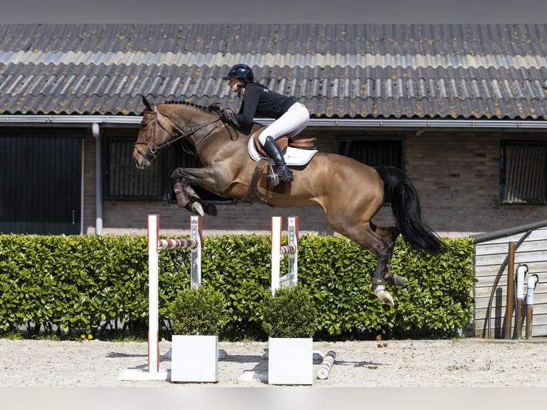 Ucraniano Yegua 9 años 171 cm  in Waddinxveen