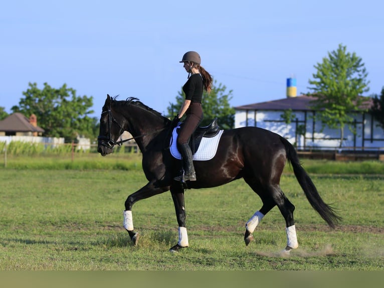 Ucraniano Mestizo Yegua 9 años 177 cm Negro in Britovka