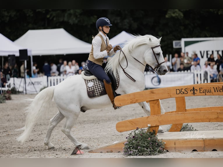 UFANO DES ISCLES Caballo camargués Semental Tordo in Wesel