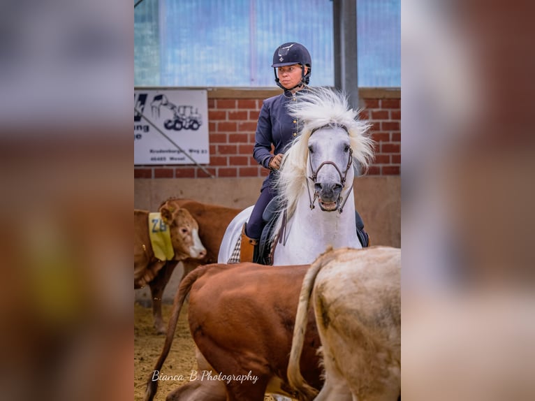 UFANO DES ISCLES Caballo camargués Semental Tordo in Wesel